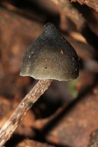 Psilocybe neoxalapensis image