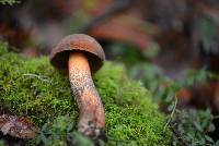 Boletus luridus image