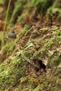 Psilocybe neoxalapensis image