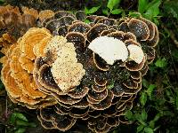 Trametes versicolor image