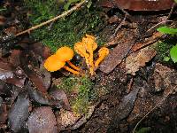 Cantharellus minor image