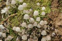 Coprinellus disseminatus image