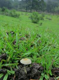 Psilocybe cubensis image