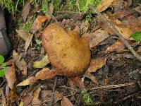 Armillaria mellea image