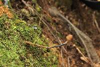 Psilocybe subtropicalis image