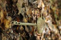 Amanita arocheae image