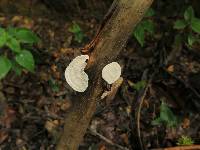 Tyromyces chioneus image