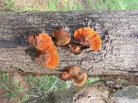 Pycnoporus cinnabarinus image