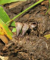 Cyathus stercoreus image