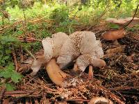 Rhodocollybia butyracea image