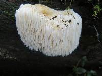 Hericium erinaceus image