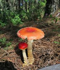 Amanita muscaria subsp. flavivolvata image