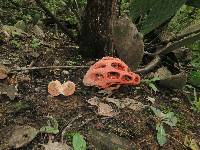 Clathrus crispus image