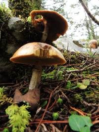 Suillus luteus image