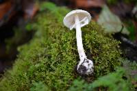 Amanita bisporigera image