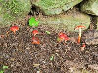 Leratiomyces ceres image