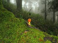 Amanita flavoconia image