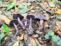 Cortinarius violaceus image