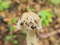 Amanita tuza image