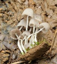 Coprinellus disseminatus image