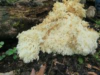 Hericium coralloides image