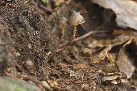Psilocybe neoxalapensis image