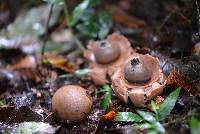 Geastrum saccatum image