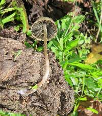 Panaeolus cyanescens image