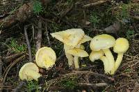 Hygrophorus chrysodon image