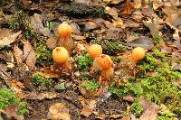 Calostoma cinnabarinum image