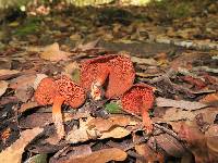 Dermocybe marylandensis image