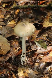 Amanita arocheae image