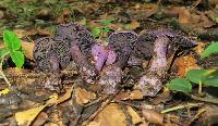 Cortinarius violaceus image