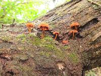 Pholiota granulosa image