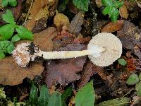 Lepiota clypeolaria image