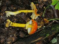 Amanita flavoconia image