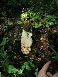 Phallus indusiatus image