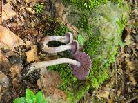 Cortinarius anomalus image