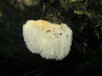 Hericium erinaceus image