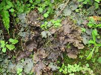 Peltigera neopolydactyla image