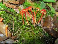 Hygrocybe cantharellus image