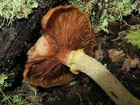 Armillaria mellea image