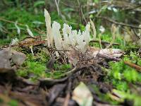 Clavulina rugosa image