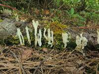 Clavulina rugosa image