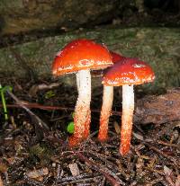 Leratiomyces ceres image