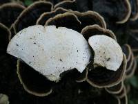 Trametes versicolor image