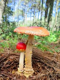 Amanita muscaria subsp. flavivolvata image