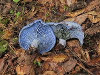 Lactarius indigo image