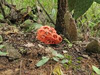 Clathrus crispus image