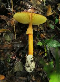 Amanita jacksonii image